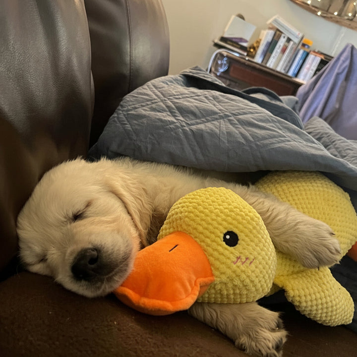 Duck Shaped Dog Chew Toy Squeaky Quacking Tug Toy Pet Safe