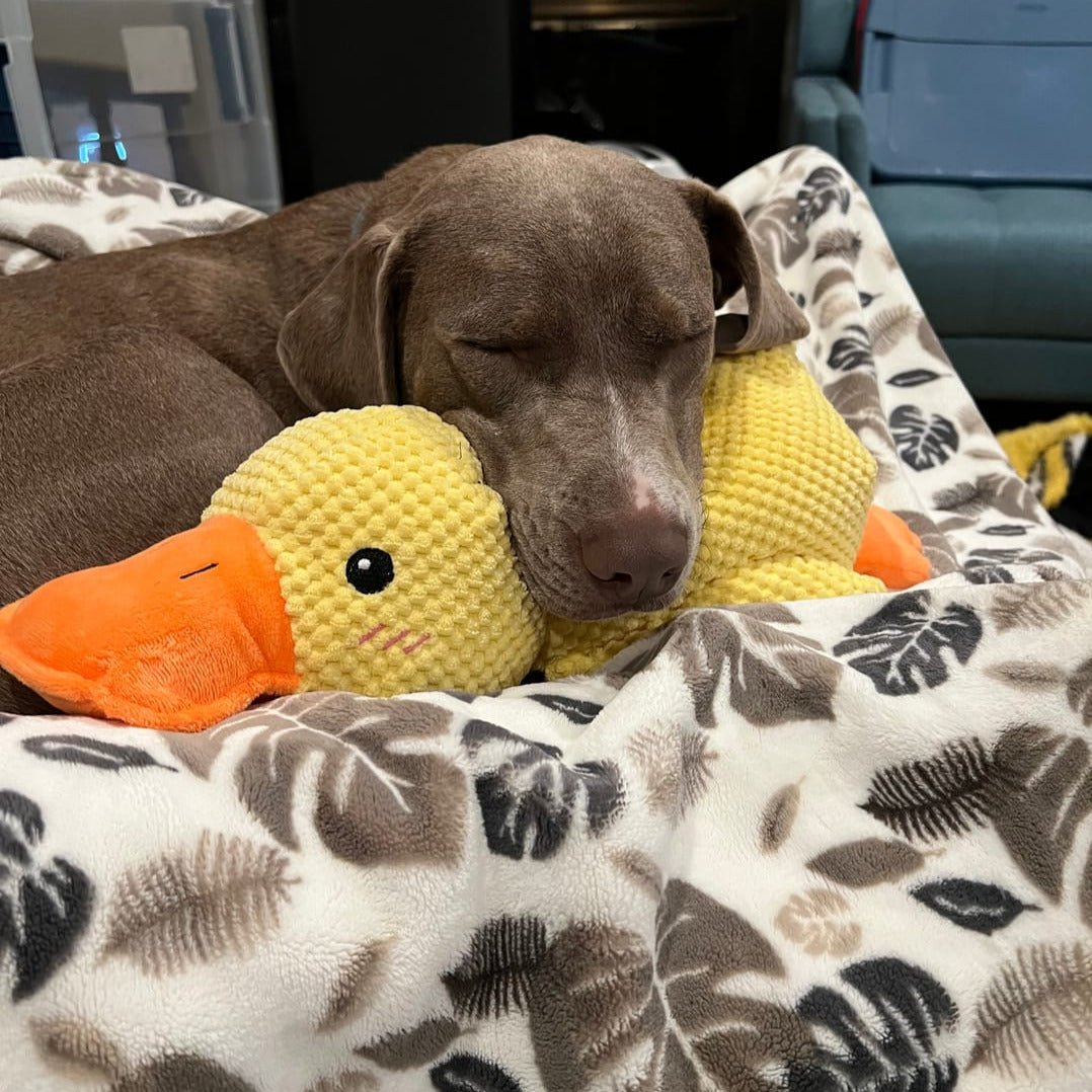 Duck Shaped Dog Chew Toy Squeaky Quacking Tug Toy Pet Safe