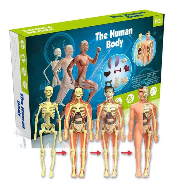 Kid-Sized Human Model | Layer-By-Layer Build, Clip-In Organs