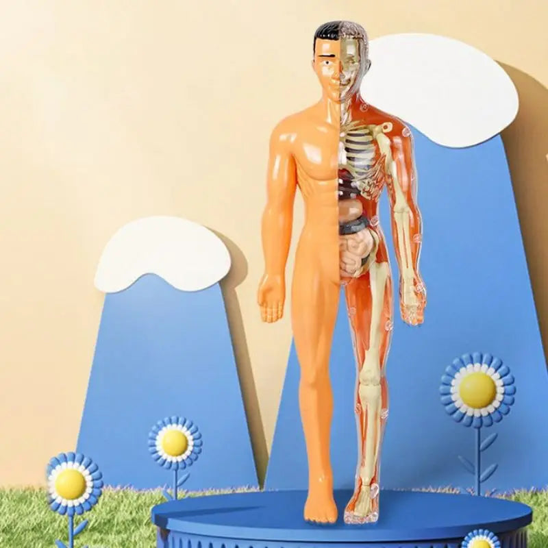Kid-Sized Human Model | Layer-By-Layer Build, Clip-In Organs