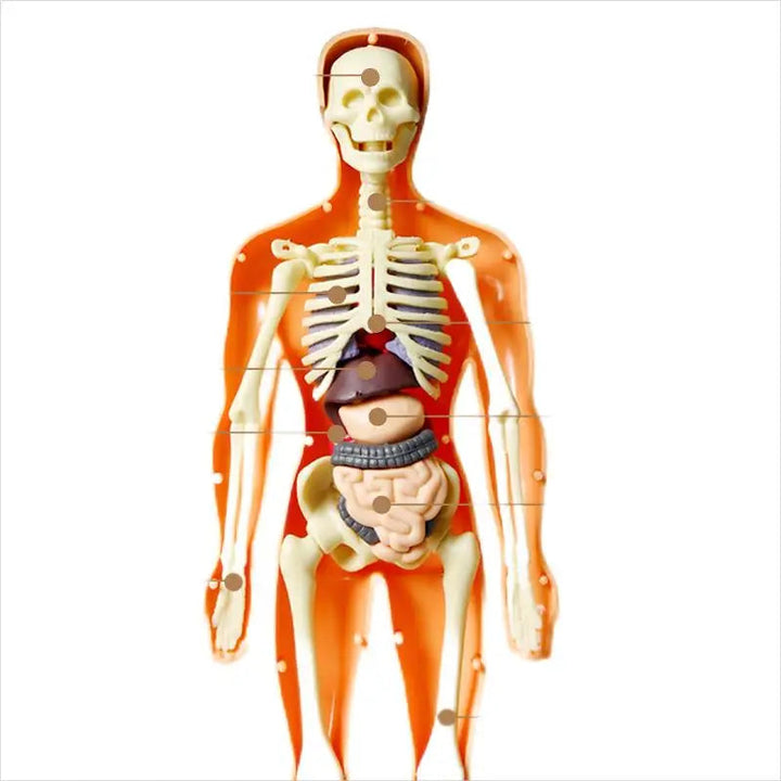 Kid-Sized Human Model | Layer-By-Layer Build, Clip-In Organs