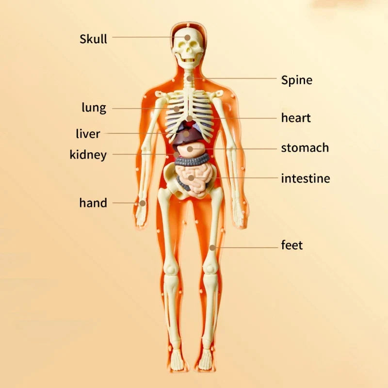 Kid-Sized Human Model | Layer-By-Layer Build, Clip-In Organs