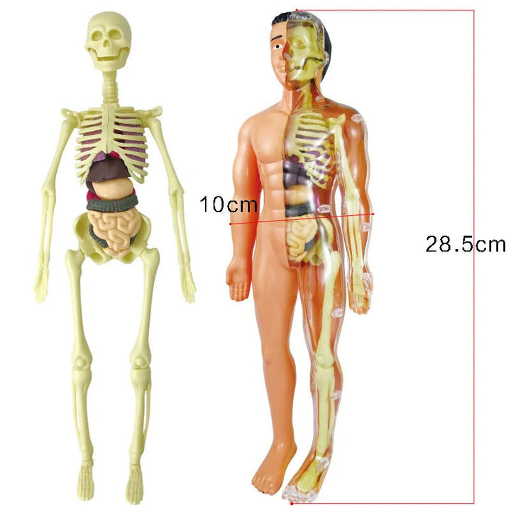 Kid-Sized Human Model | Layer-By-Layer Build, Clip-In Organs