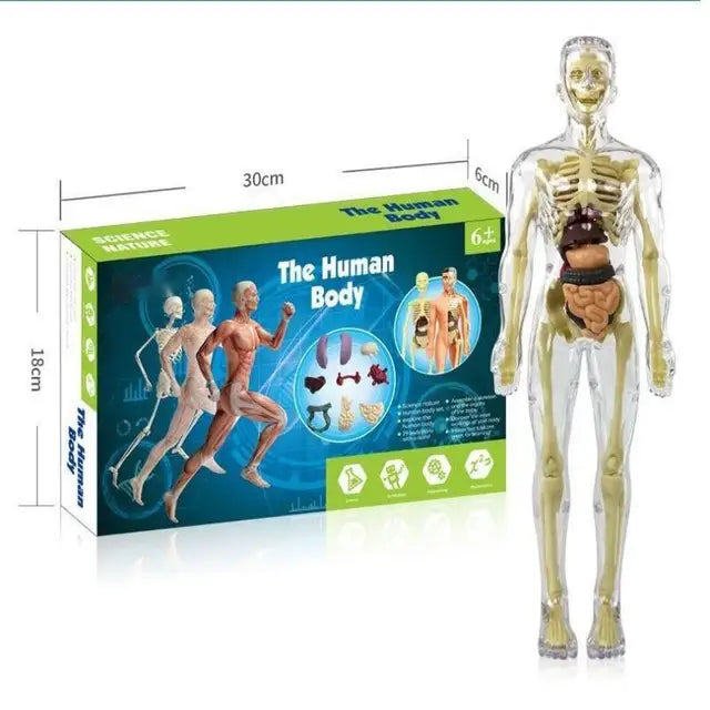 Kid-Sized Human Model | Layer-By-Layer Build, Clip-In Organs