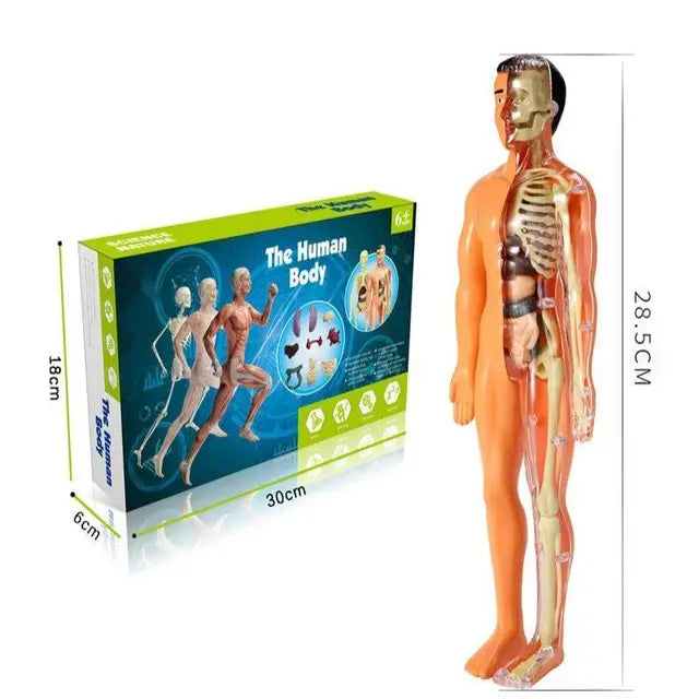 Kid-Sized Human Model | Layer-By-Layer Build, Clip-In Organs