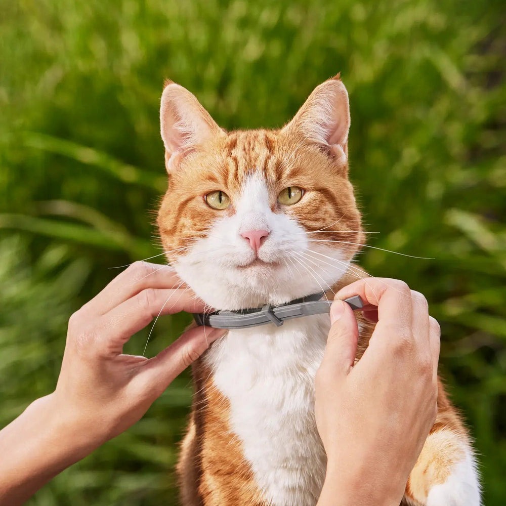 Natural Flea & Tick Collar for Dogs & Cats | Waterproof & Chemical-Free