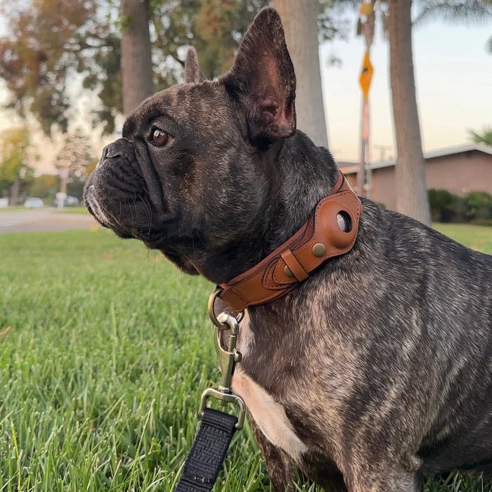 Smart Tracker Dog Collar | Tracker Holder Case, Adjustable Buckle Strap
