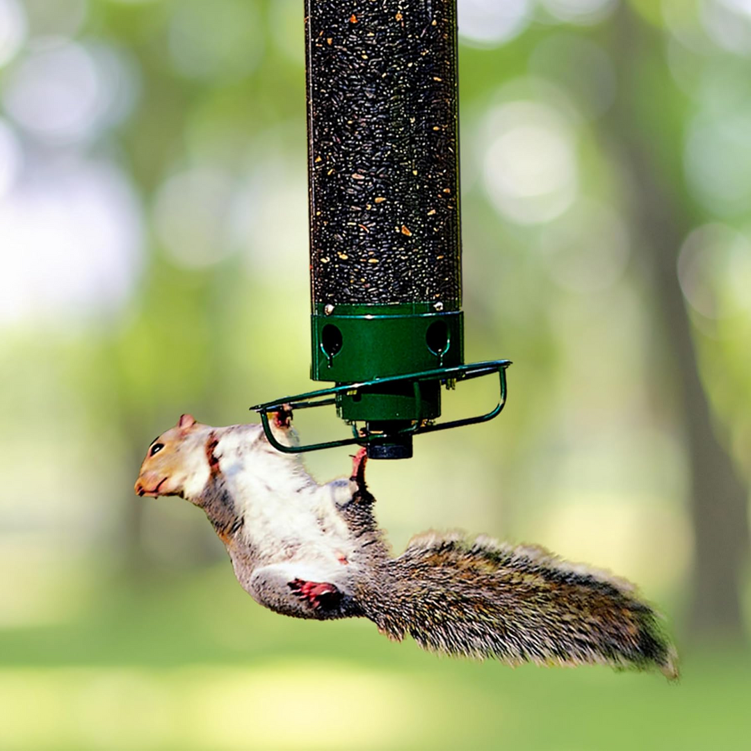 Squirrel Proof Bird Feeder Metal | Rotating Perch Spins Off Squirrels | Weatherproof Men's Garden Accessory With 4 Ports